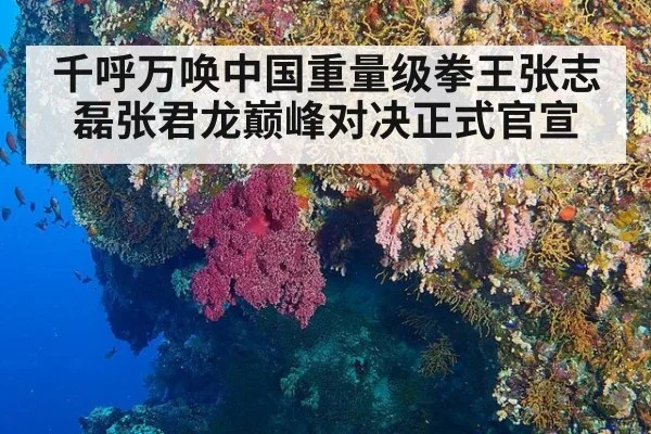 千呼万唤中国重量级拳王张志磊张君龙巅峰对决正式官宣